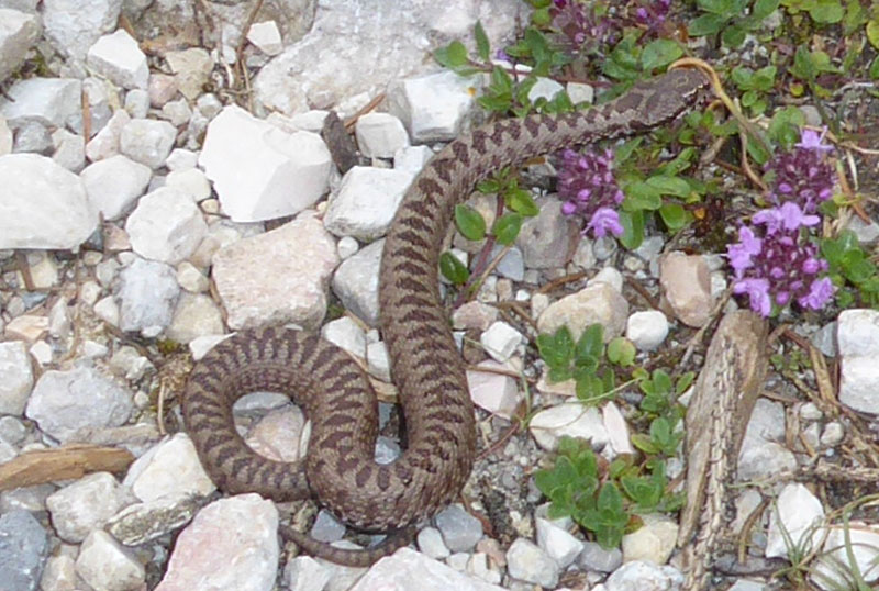 un piccolo di Vipera berus
